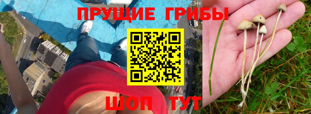 Сафоново  Галлюциногенные грибы прущие грибы  Псилоцибиновые грибы Psilocybe  наркота  Вход с VPN 